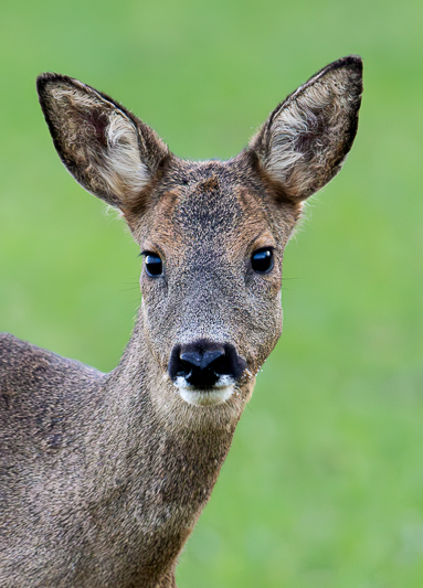 Ambryn Photo animalière chevreuil